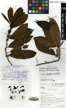 Type specimen at Edinburgh (E). Burtt, Brian: B.12880. Barcode: E00062525.