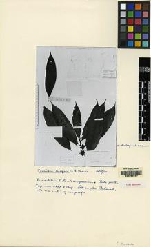 Type specimen at Edinburgh (E). Beccari, Odoardo: 2452. Barcode: E00062528.