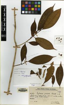 Type specimen at Edinburgh (E). Winkler, Hans: 968. Barcode: E00062529.