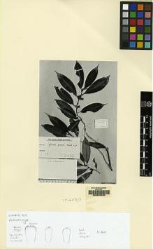 Type specimen at Edinburgh (E). Winkler, Hans: 968. Barcode: E00062530.