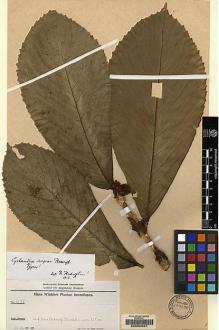 Type specimen at Edinburgh (E). Winkler, Hans: 1070. Barcode: E00062531.