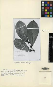 Type specimen at Edinburgh (E). Winkler, Hans: 1070. Barcode: E00062532.