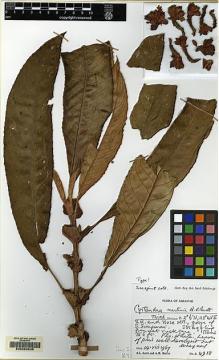 Type specimen at Edinburgh (E). Burtt, Brian; Martin, Adam: B.4918. Barcode: E00062535.