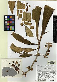 Type specimen at Edinburgh (E). Burtt, Brian; Martin, Adam: B.4918. Barcode: E00062536.