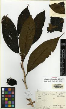 Type specimen at Edinburgh (E). Burtt, Brian; Woods, Patrick: B.1885. Barcode: E00062538.