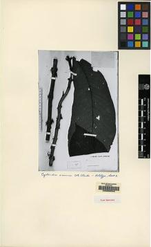 Type specimen at Edinburgh (E). Beccari, Odoardo: 1440. Barcode: E00062540.