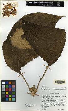 Type specimen at Edinburgh (E). Burtt, Brian: B.8106. Barcode: E00062541.