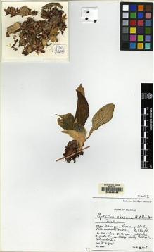Type specimen at Edinburgh (E). Burtt, Brian: B.8106. Barcode: E00062542.
