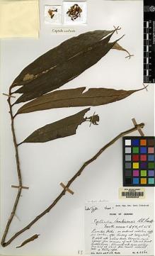 Type specimen at Edinburgh (E). Burtt, Brian; Woods, Patrick: B.2360. Barcode: E00062543.