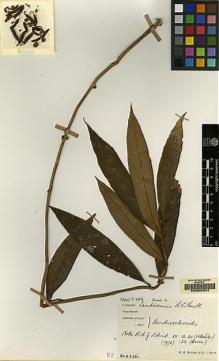 Type specimen at Edinburgh (E). Burtt, Brian; Woods, Patrick: B.2360. Barcode: E00062544.