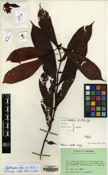 Type specimen at Edinburgh (E). Hotta, Mitsuru: 15377. Barcode: E00062545.
