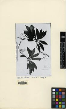 Type specimen at Edinburgh (E). Beccari, Odoardo: 3835. Barcode: E00062546.