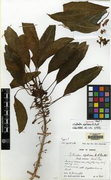 Type specimen at Edinburgh (E). Burtt, Brian; Woods, Patrick: 2018. Barcode: E00062547.