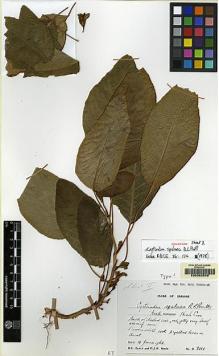 Type specimen at Edinburgh (E). Burtt, Brian; Woods, Patrick: 2018. Barcode: E00062548.