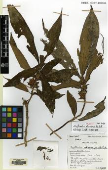 Type specimen at Edinburgh (E). Burtt, Brian: B.12939. Barcode: E00062550.