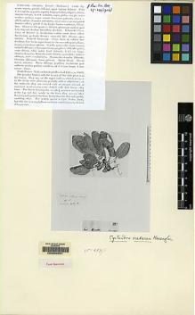 Type specimen at Edinburgh (E). Haviland, George; Hose, Charles: 3530. Barcode: E00062551.