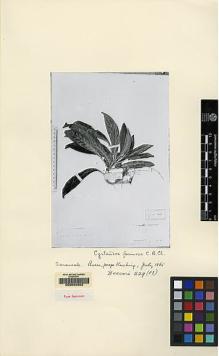 Type specimen at Edinburgh (E). Beccari, Odoardo: 229. Barcode: E00062552.