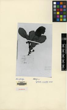 Type specimen at Edinburgh (E). Teysmann, Johannes: 11216. Barcode: E00062553.