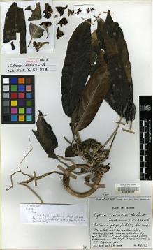 Type specimen at Edinburgh (E). Burtt, Brian; Woods, Patrick: B.2283. Barcode: E00062554.
