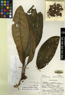 Type specimen at Edinburgh (E). Burtt, Brian: B.8348. Barcode: E00062564.