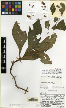 Type specimen at Edinburgh (E). Burtt, Brian; Martin, Adam: B.4952. Barcode: E00062568.