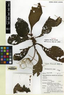 Type specimen at Edinburgh (E). Argent, George: 763. Barcode: E00062569.