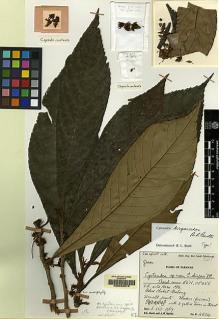 Type specimen at Edinburgh (E). Burtt, Brian; Martin, Adam: 4804. Barcode: E00062570.