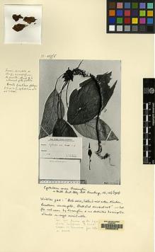 Type specimen at Edinburgh (E). Winkler, Hans: 928. Barcode: E00062572.
