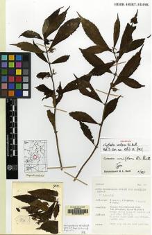Type specimen at Edinburgh (E). Argent, George; Coppins, Brian; Jermy, Anthony : 914. Barcode: E00062578.