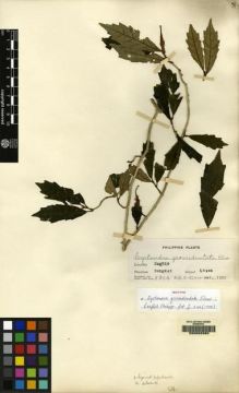 Type specimen at Edinburgh (E). Elmer, Adolph: 8864. Barcode: E00062593.