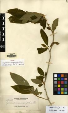 Type specimen at Edinburgh (E). Elmer, Adolph: 13092. Barcode: E00062594.