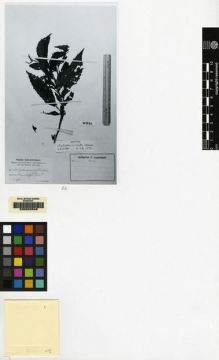 Type specimen at Edinburgh (E). Schlechter, Friedrich: 14016. Barcode: E00062645.