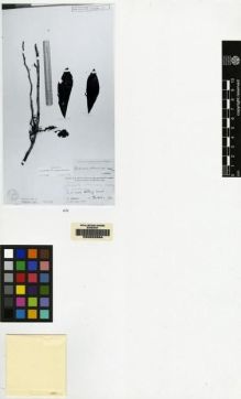 Type specimen at Edinburgh (E). Pulle, August: 700. Barcode: E00062664.