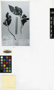 Type specimen at Edinburgh (E). Schlechter, Friedrich: 16342. Barcode: E00062674.