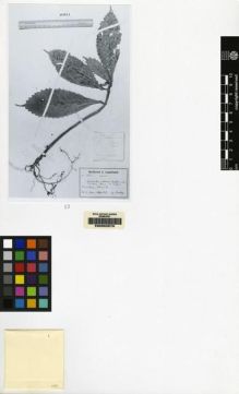 Type specimen at Edinburgh (E). Versteeg, Gerard: 1625. Barcode: E00062679.