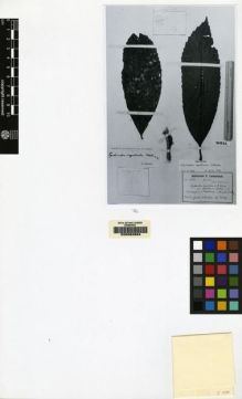 Type specimen at Edinburgh (E). Versteeg, Gerard: 1158. Barcode: E00062684.