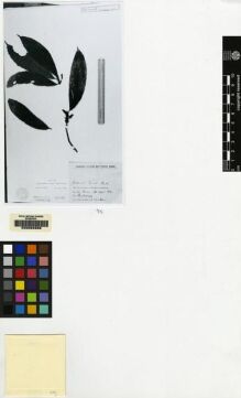 Type specimen at Edinburgh (E). Roemer, Lucien: 1017. Barcode: E00062686.