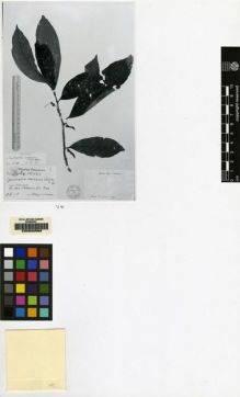 Type specimen at Edinburgh (E). Schlechter, Friedrich: 17448. Barcode: E00062688.