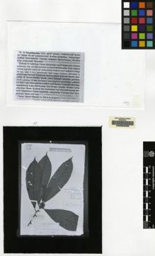Type specimen at Edinburgh (E). Beccari, Odoardo: 398. Barcode: E00062698.