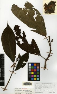 Type specimen at Edinburgh (E). Gillett, George: 2578. Barcode: E00062708.