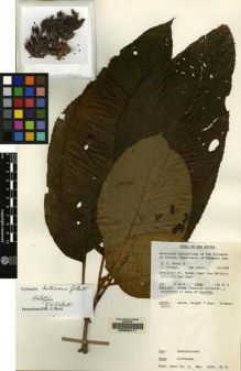 Type specimen at Edinburgh (E). New Guinea Forestry Department (NGF): 29451. Barcode: E00062711.