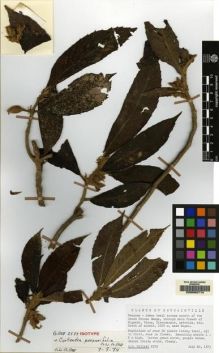 Type specimen at Edinburgh (E). Gillett, George: 2579. Barcode: E00062714.