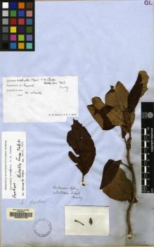 Type specimen at Edinburgh (E). Officers. W.J. Hooker and G.A. Walker-Arnott, Botany of Captain Beechey's Voyage.: . Barcode: E00062732.