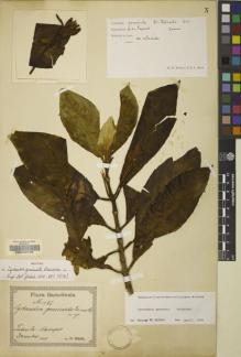 Type specimen at Edinburgh (E). Reinecke, F.: 477. Barcode: E00062735.
