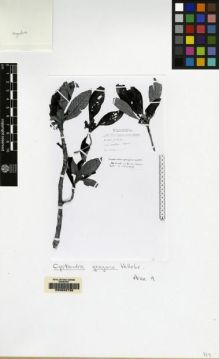 Type specimen at Edinburgh (E). Faurie, Urbain: 646. Barcode: E00062736.