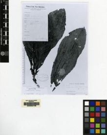 Type specimen at Edinburgh (E). Kajewski, S.: 62. Barcode: E00062738.