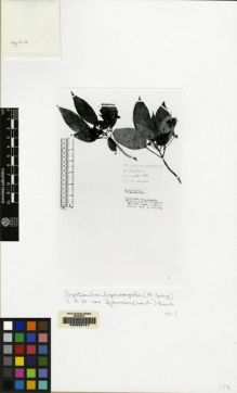 Type specimen at Edinburgh (E). Faurie, Urbain: 632. Barcode: E00062741.