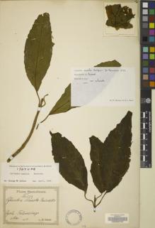Type specimen at Edinburgh (E). Reinecke, F.: 233. Barcode: E00062743.