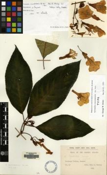 Type specimen at Edinburgh (E). Murray, E: 47. Barcode: E00062744.