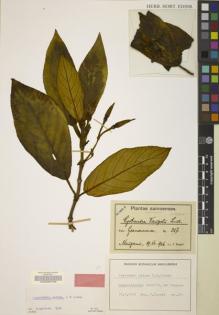 Type specimen at Edinburgh (E). Vaupel, F: 357. Barcode: E00062746.
